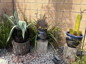 Outdoor Ceramic Planters with Succulents and Cactus