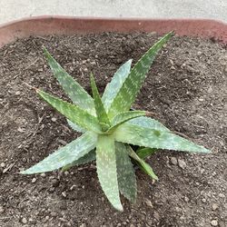 Aloe Vera  $7