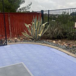 Two Twin Size  Giant Agave Succulent Cacti