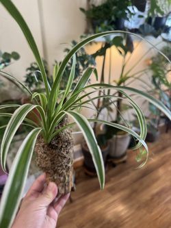 Mounted Spider Plant  (Established Plant)