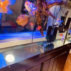 Fishtank 