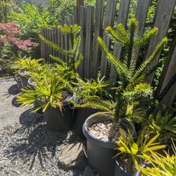 Monkey Puzzle trees