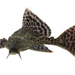 Common Pleco Fish Supplies