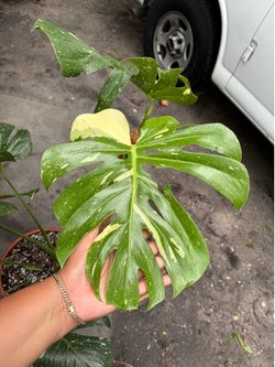 Monstera Thai constellation