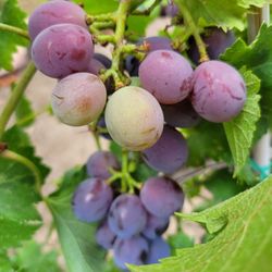Grape  Vine
