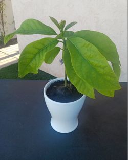SELLING Small Avocado Plant