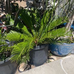 Sago Palm