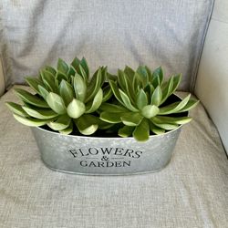 Set Of Succulents 