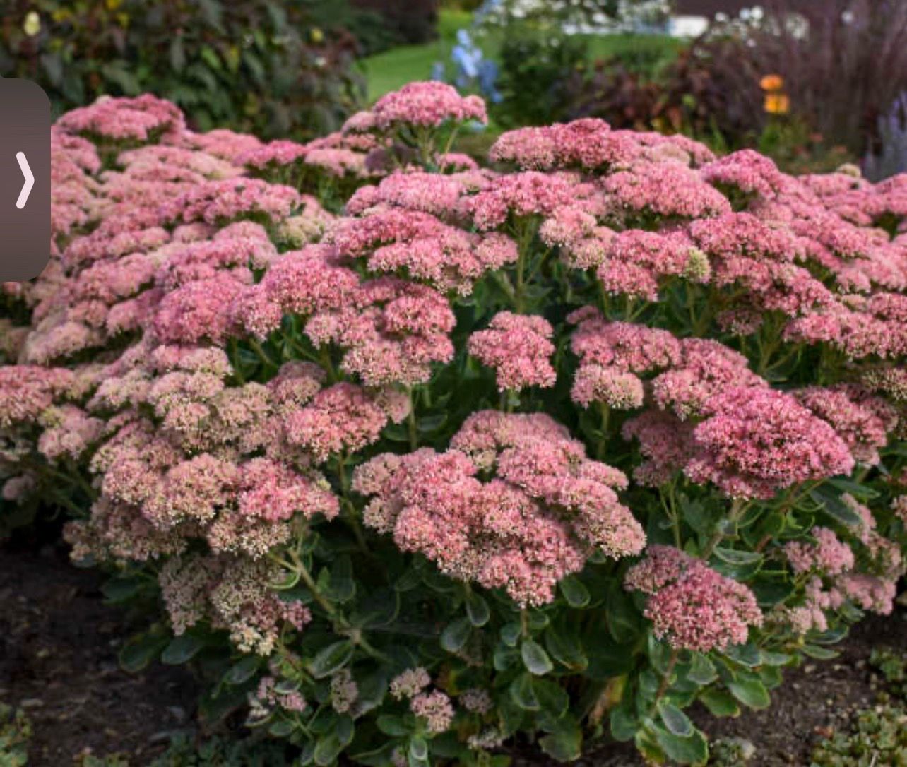 Yes, available! AUTUMN JOY SEDUM - Perennial