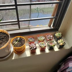 Succulents In 2 Inch Pots