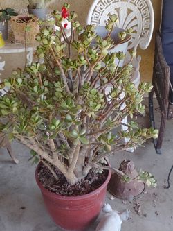 Jade plant