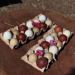 Fertile Hatching Eggs // Blanquillo Fertile 