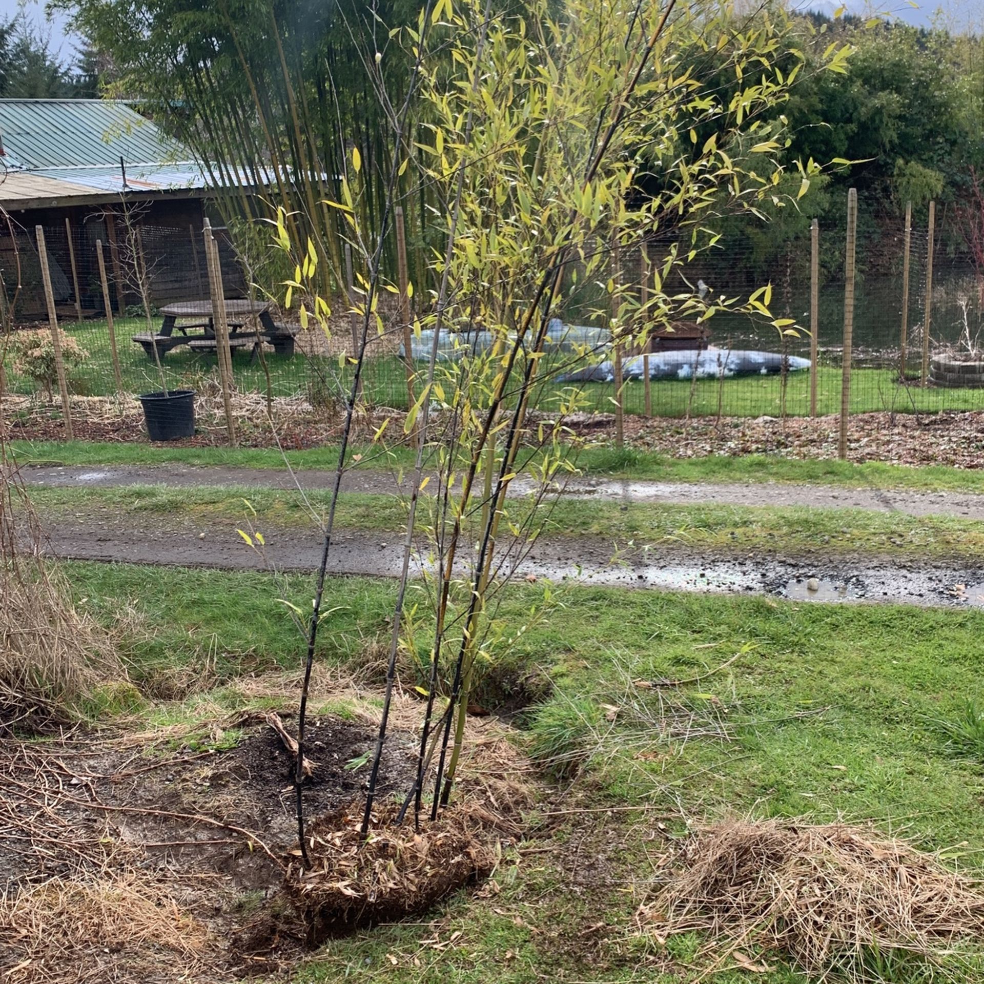 Black Bamboo Starts