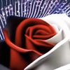 Rose 🌹 