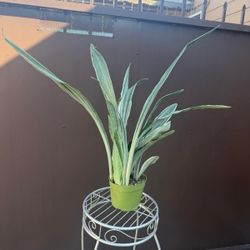 6” sansiveria metallica siam silver 