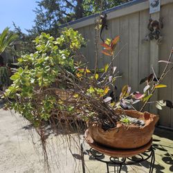 Succulents  Bonsai Plants 🪴 In 12" Vintage Clay Pot