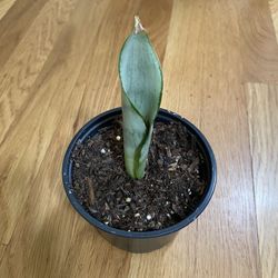 Snake Plant  3”