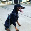 Dober12