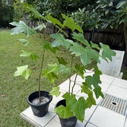 Macadamia  Nuts Plant with free macadamia nuts