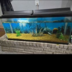 Fish Tank