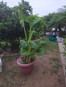 Elephant plant