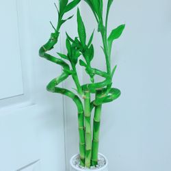 Lucky Bamboo 🎋Plants With Ceramic Pot - Over 2 feet Tall  - Indoor Plant 
