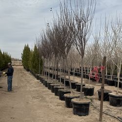 All Types Of Trees!