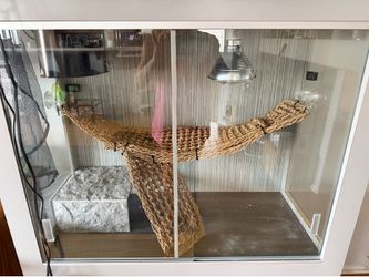 Lizard glass cage