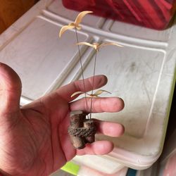 This is a vintage Marvin Wernick kinetic art sculpture featuring three seagulls in flight.  The birds are mounted on thin, flexible wires that allow t
