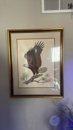 Framed Bald Eagle Art Print