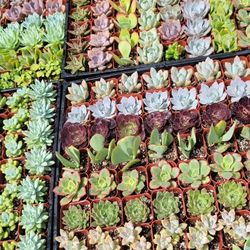 Succulent