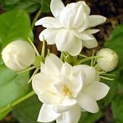 Arabic Jasmine / Indian Jasmine Mogra Motia Fragrant Flower Plant 