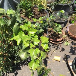 Iivy Plants In Pot Decorative Green Drought Tolerant