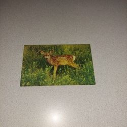 RARE VINTAGE SPOTTED BABY FAWN UNUSED POSTCARD 