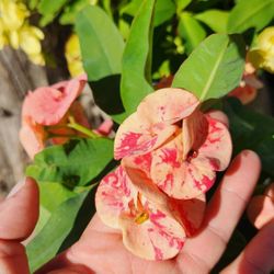 $55 Crown of Thorns (Corona de Cristo) 🌵 in a 5-gallon pot 