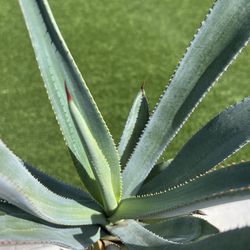 Agave Murpheyi (Murphy) Century Plant