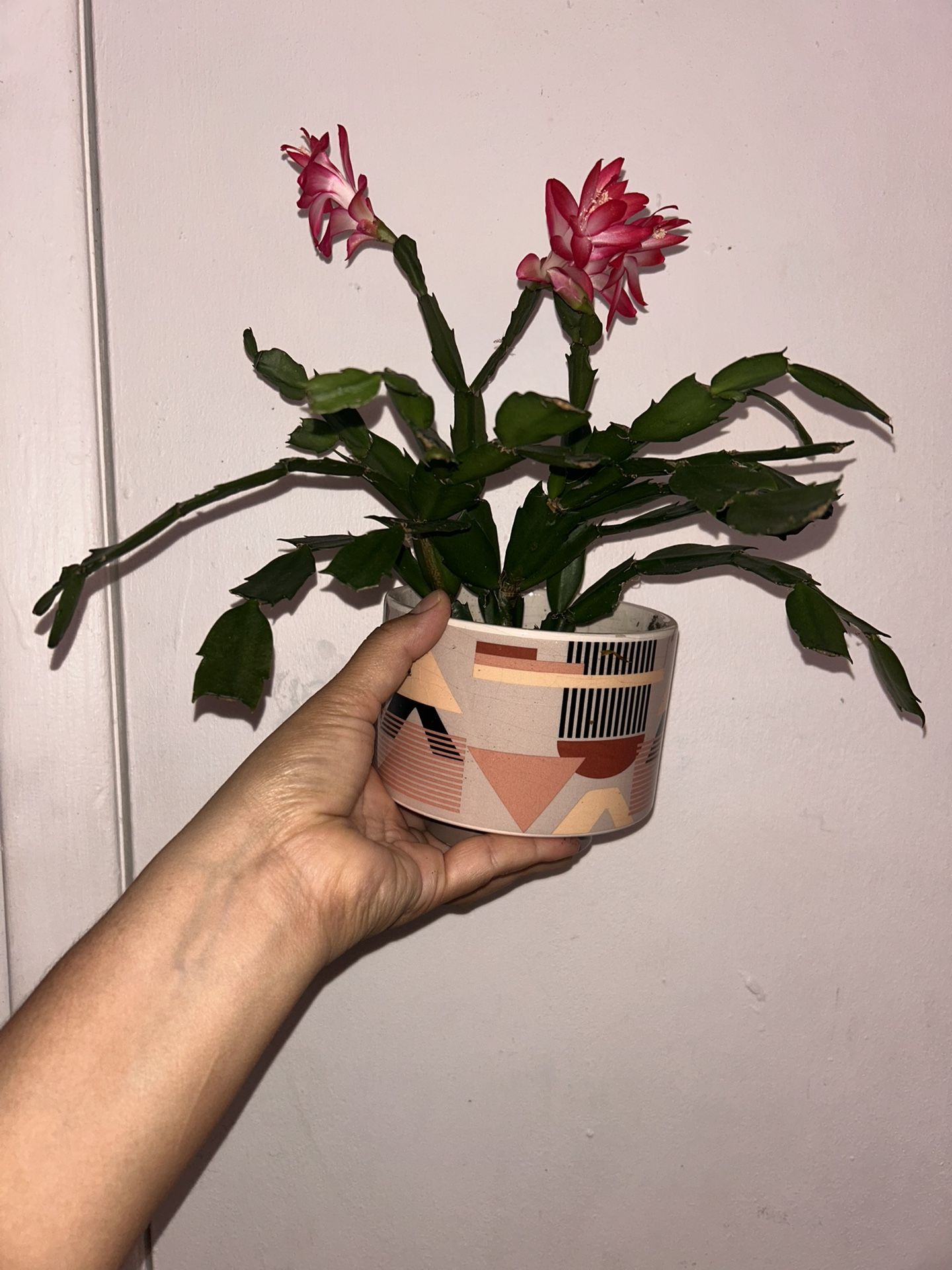 Holiday Cactus With Ceramic Pot