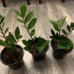 Steel Plants For $20 Each