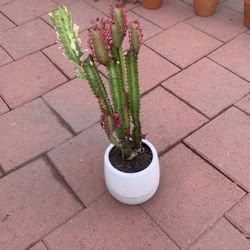 Good Luck # Cactus - Euphorbia trigona Rubra Live African Milk Tree White Ceramic Pot