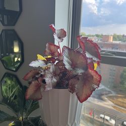 Assorted Plants For Sale