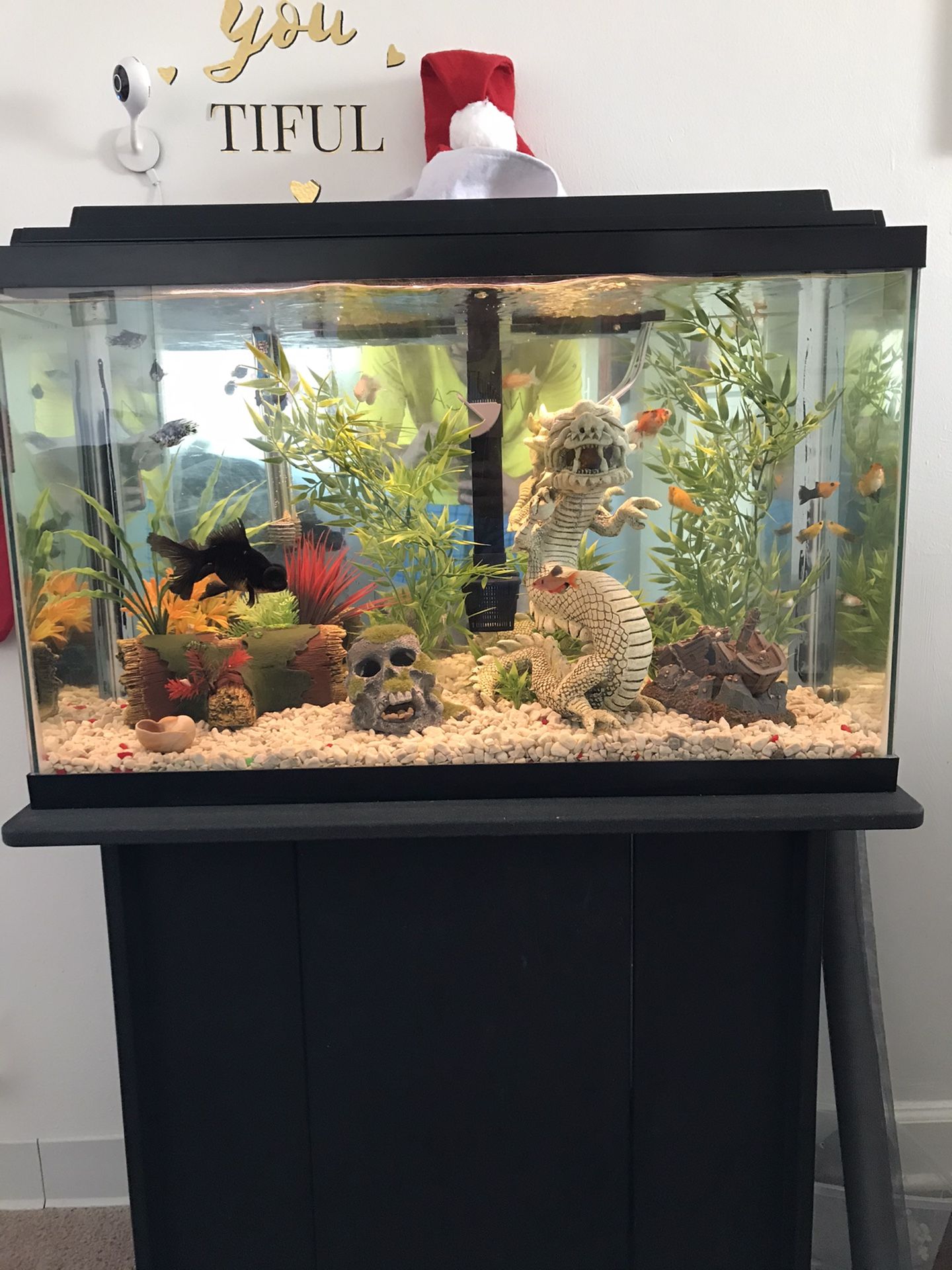 Fish Aquarium