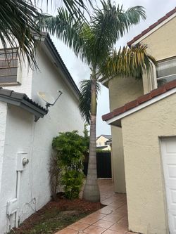 Large Royal Palm for Sale – You Remove – Healthy Mature Palm