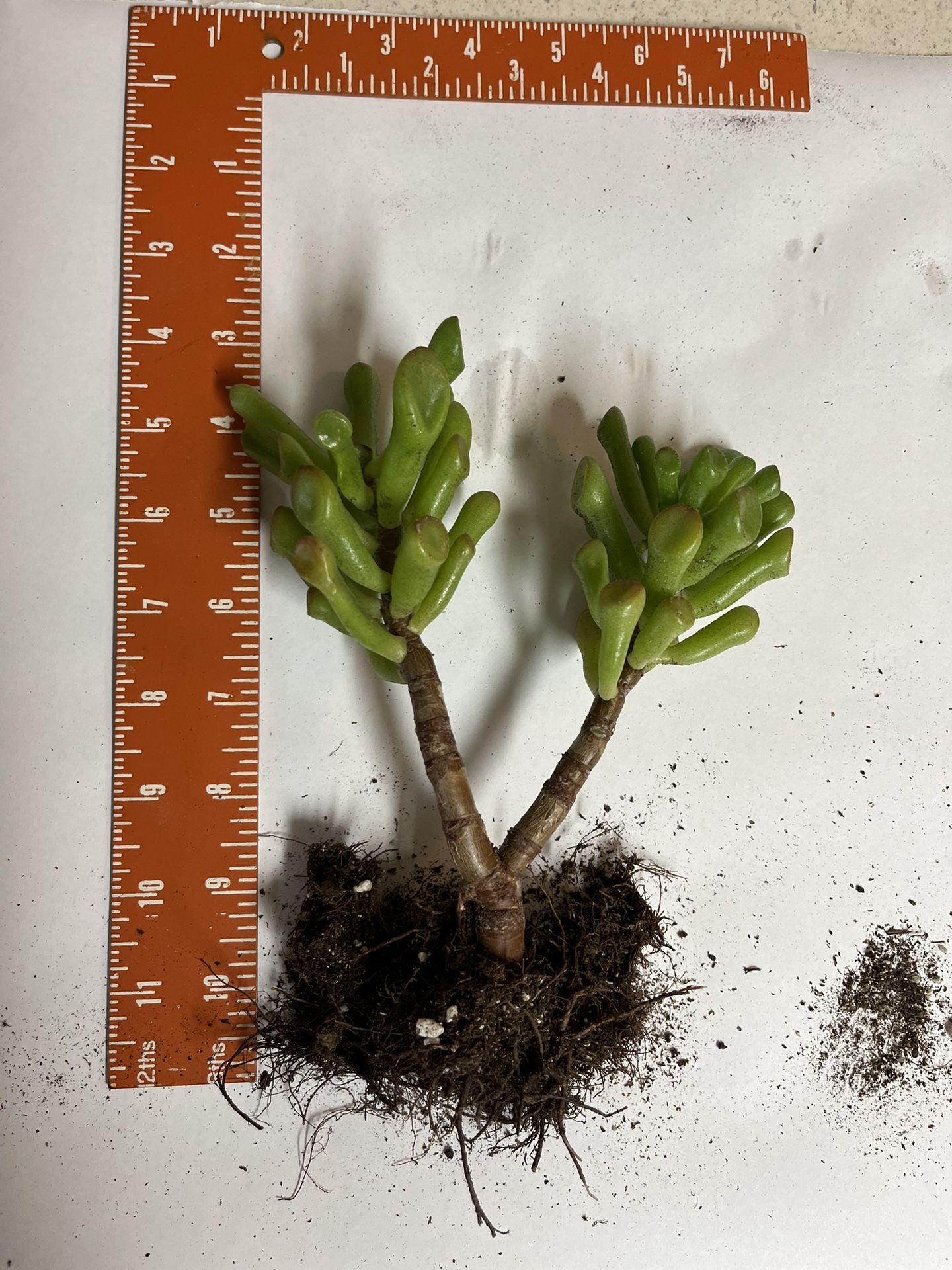 Rooted Succulent Plant