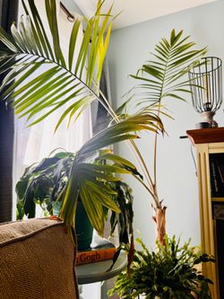 Palm tree plant