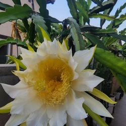 Dragon Fruit Trellis