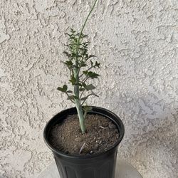 1 Gallon Pot Rare Succulent Plant - Senecio Articulatus - Candle Plant  - Rooted & Established - Drought Resistant - 🪴