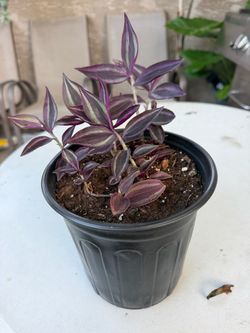 Succulent