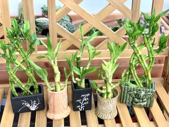 Lucky Bamboos in designers ceramic vase.