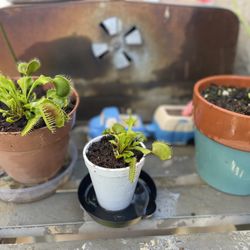 Carnivorous B52 Venus Fly Trap Plant (White Cup Only)