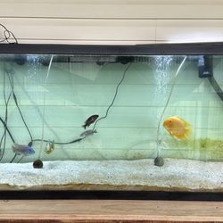 135 Gallon Tank + Fish
